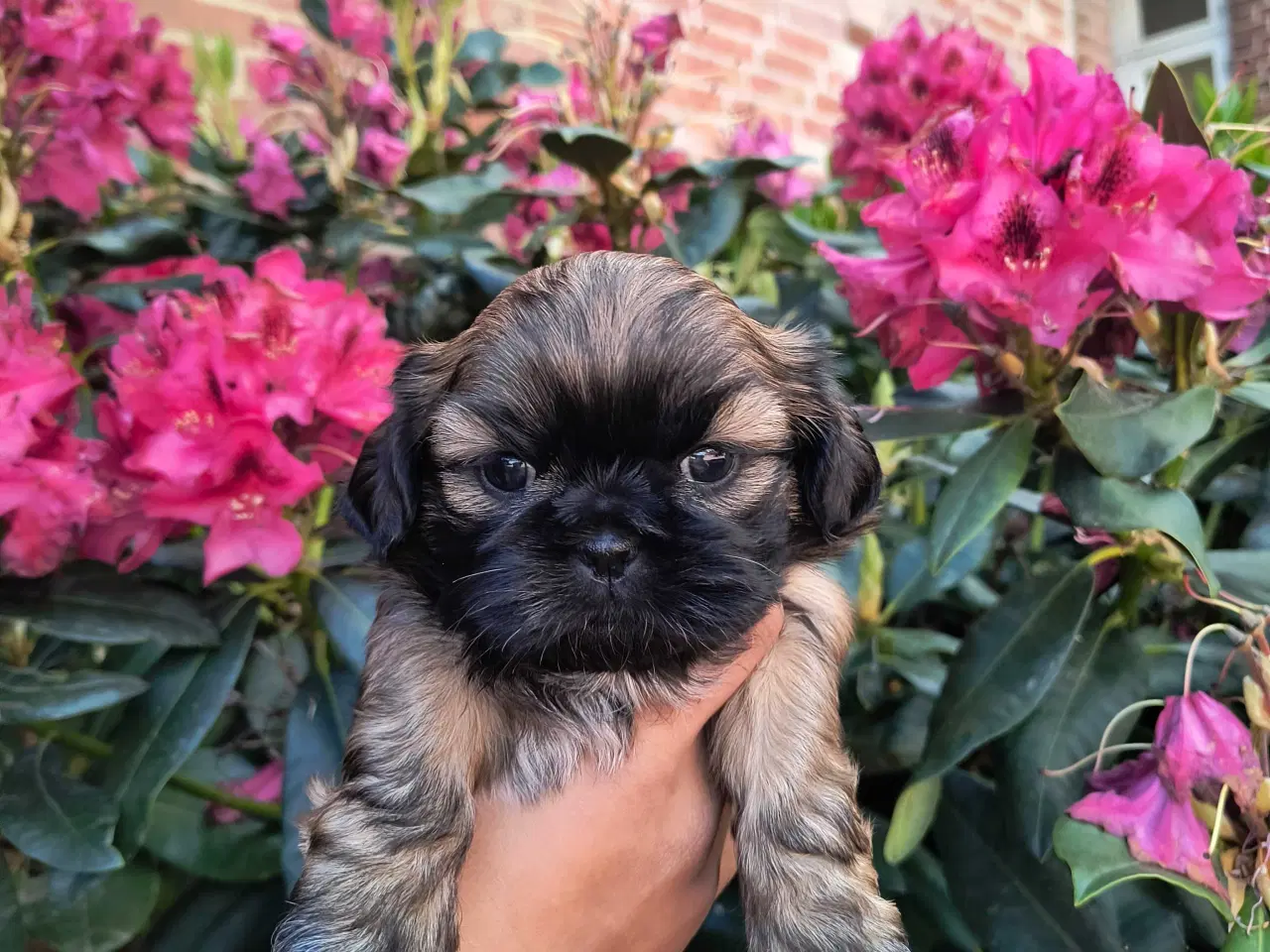 Billede 1 - Ægte Shih Tzu hvalpe