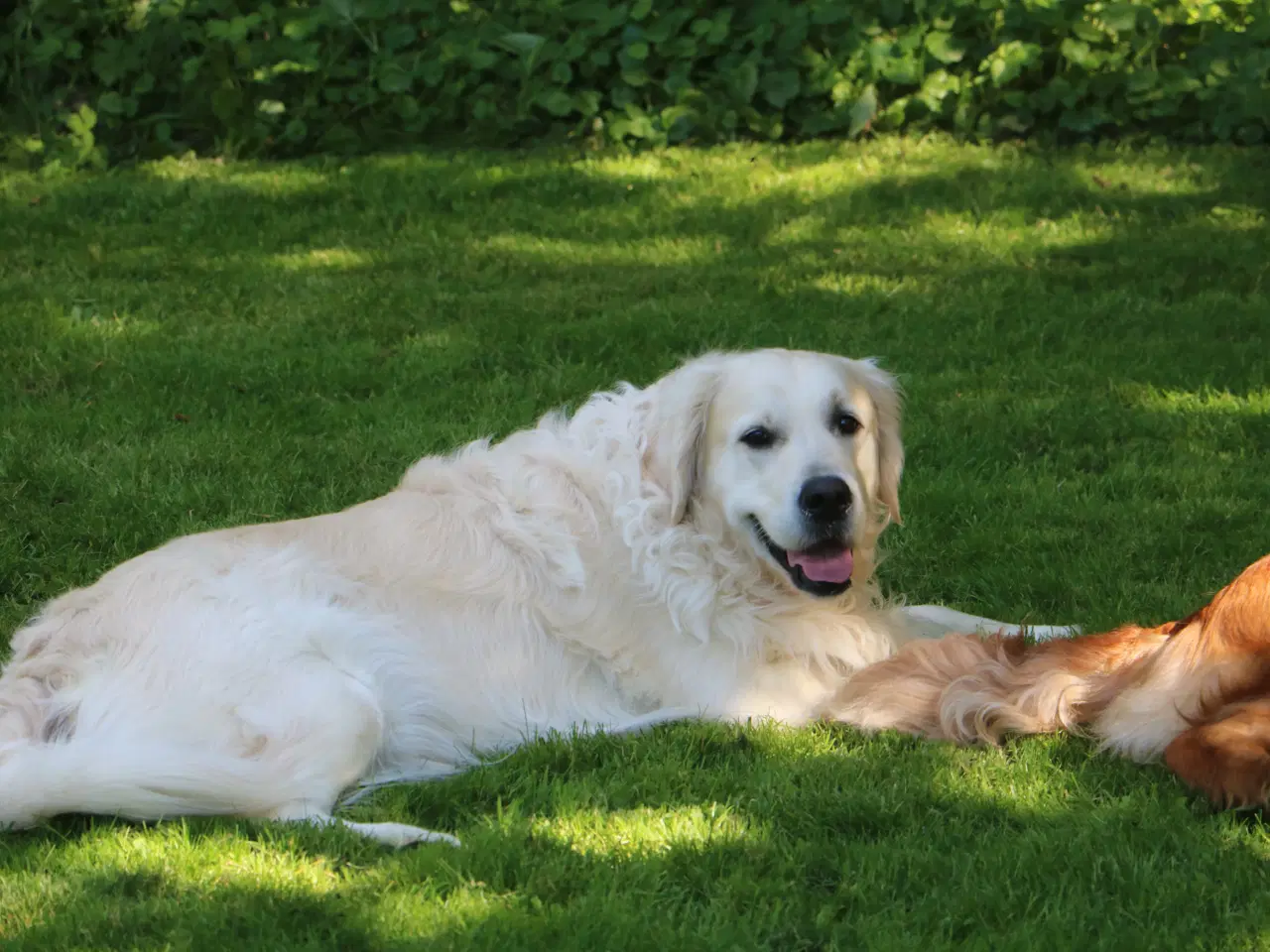 Billede 5 - Verdens smukkeste Golden Retriever hvalpe til salg