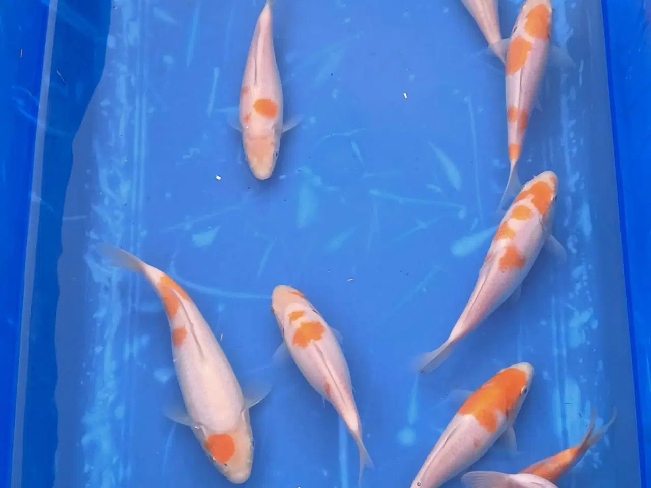 Billede 6 - Koi 16-20 cm