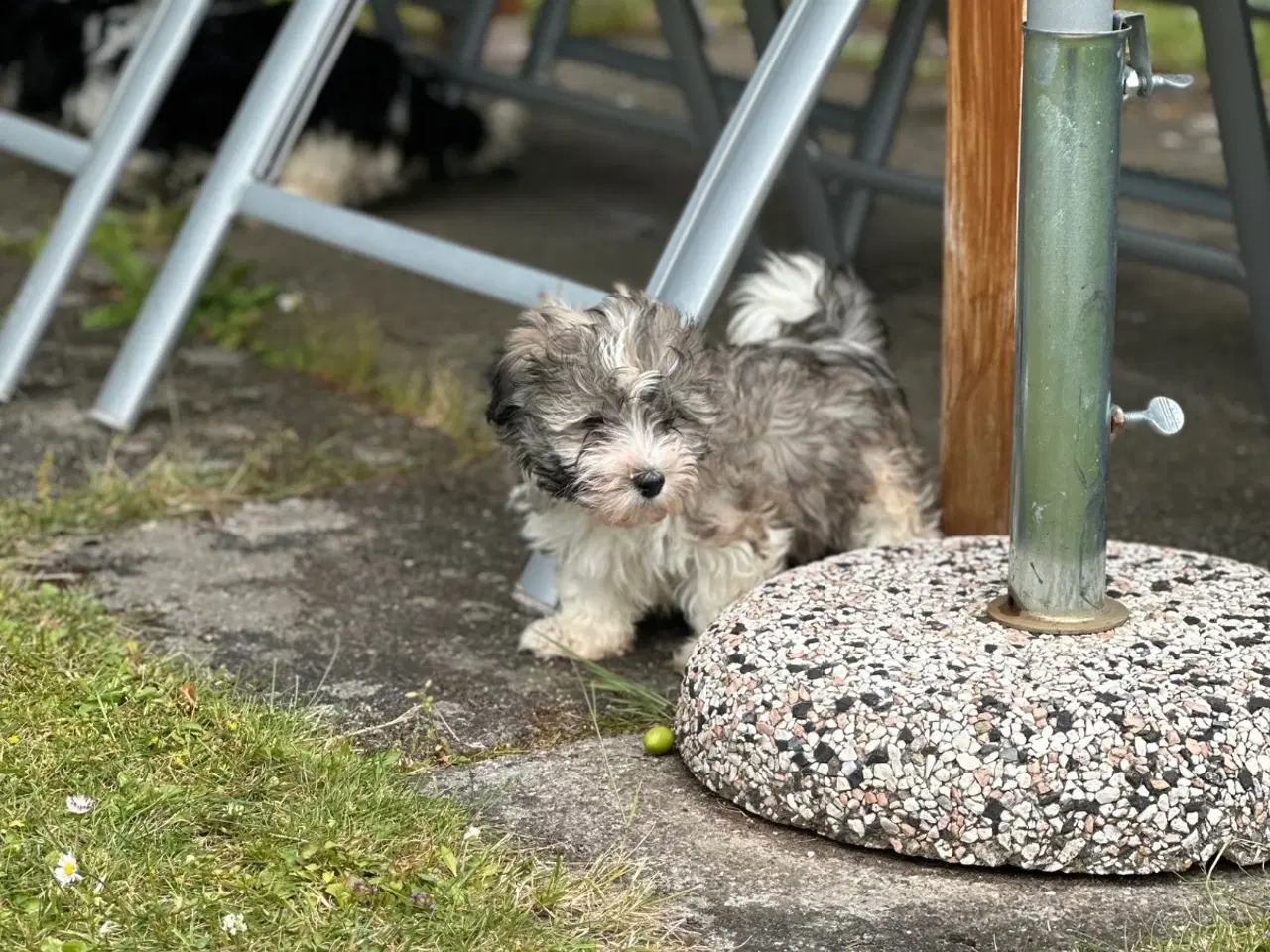 Billede 2 - Bichon Havanais 