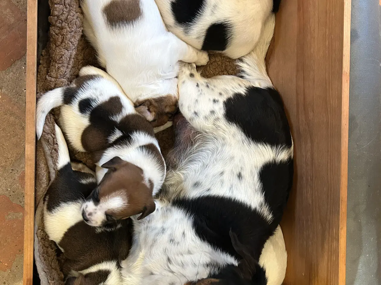 Billede 1 - Hvalpe Dansk/Svensk gårdhund blanding