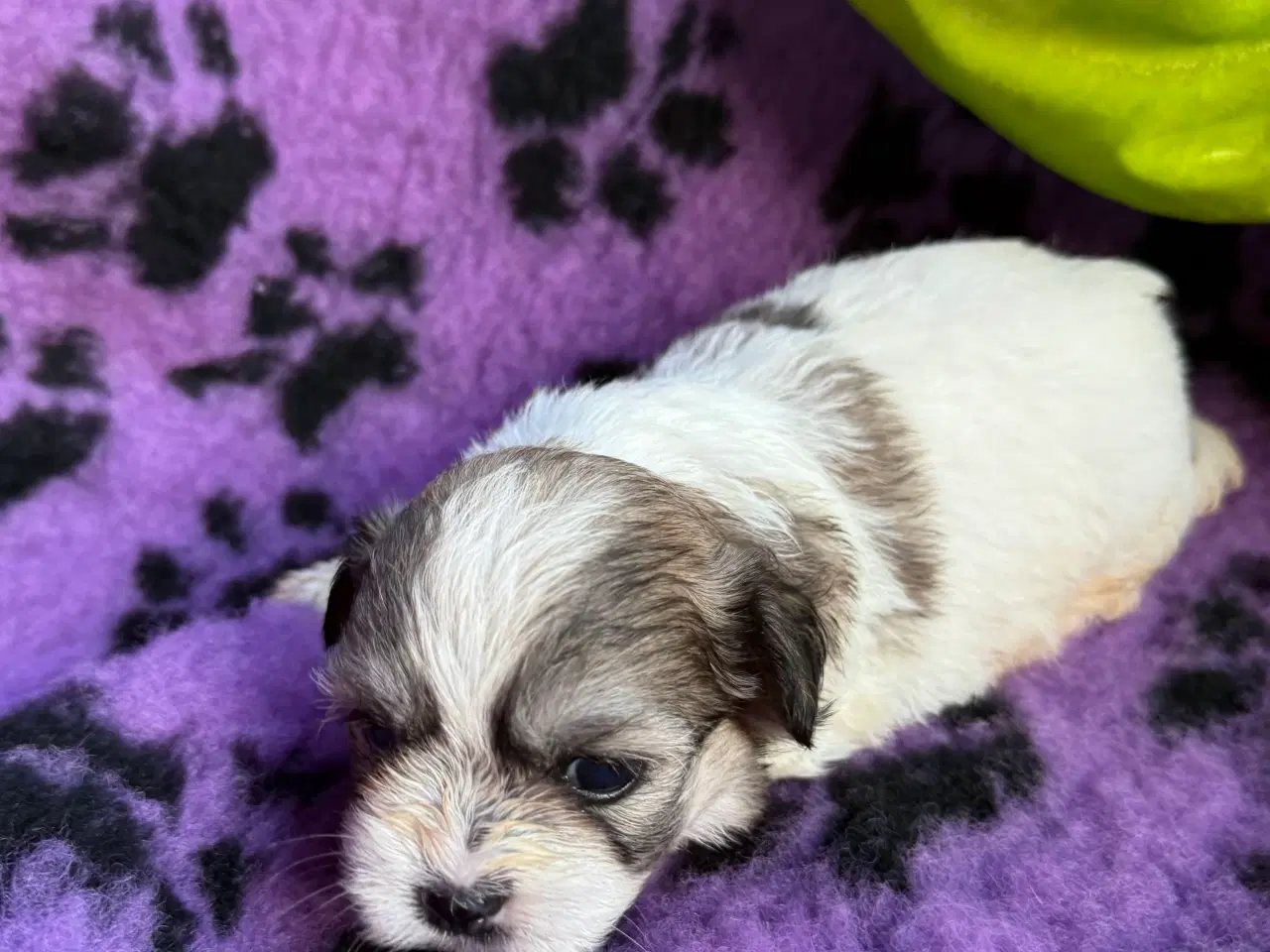 Billede 7 - Shih  tzu-mor/ Coton de Tulear-far