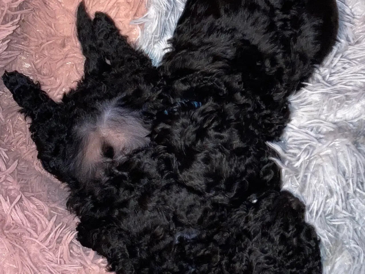 Billede 6 - 5 ugers Dværgpudel drenge