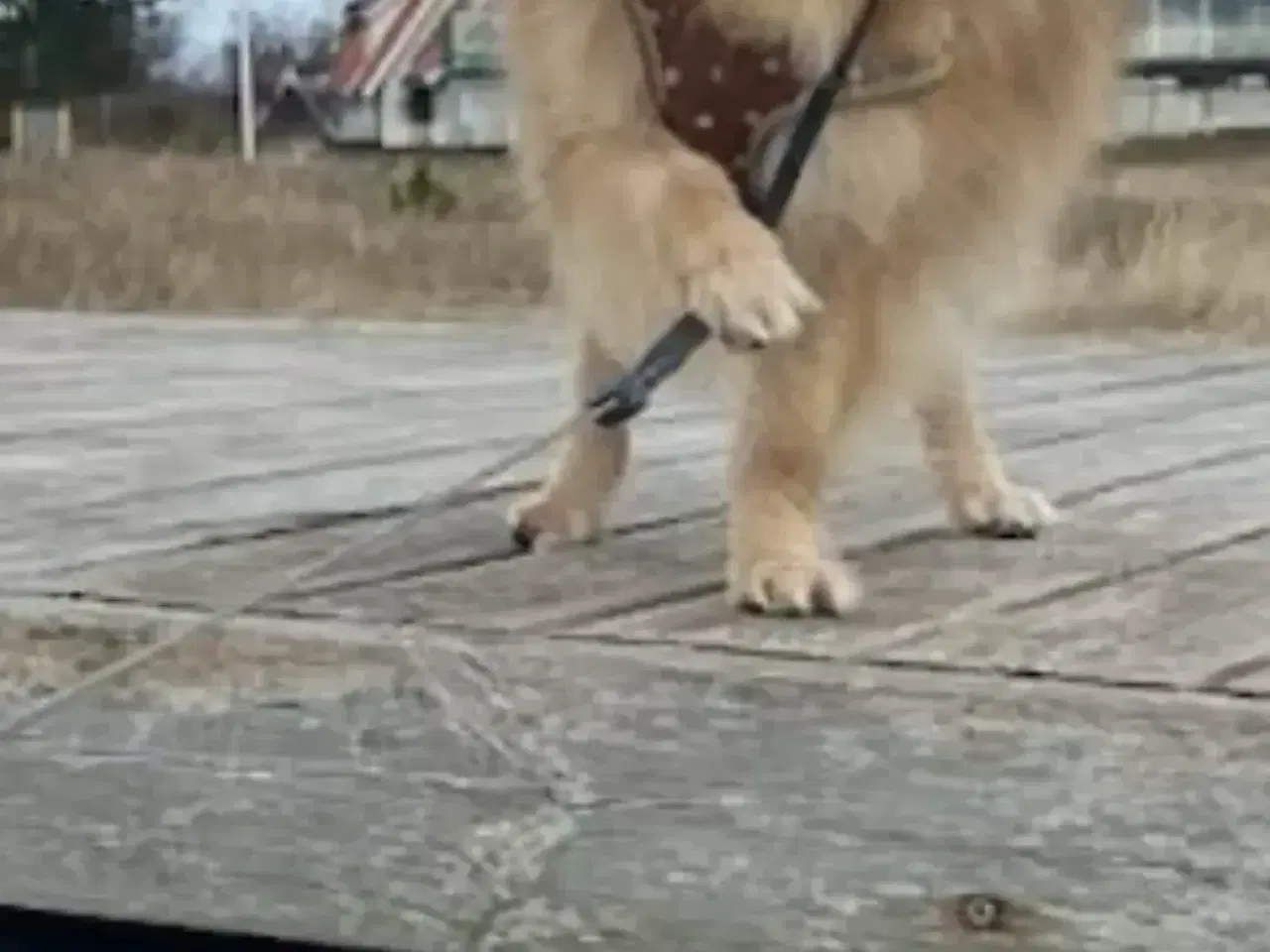 Billede 12 - Pomeranian hvalpe 