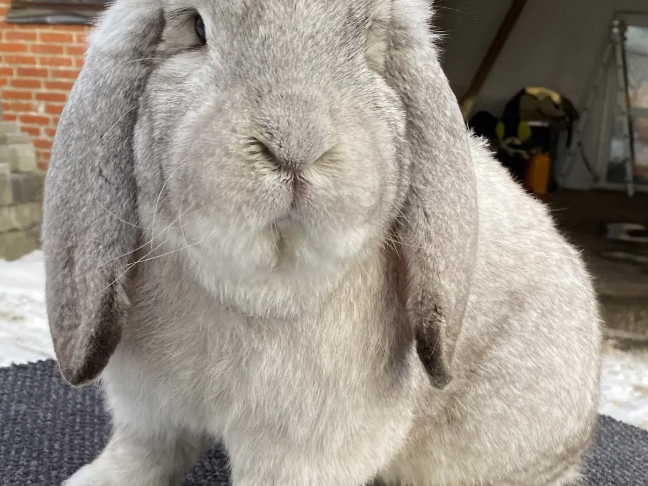 Billede 1 - FRANSK VÆDDER HAN SCHWARZGRANNEN