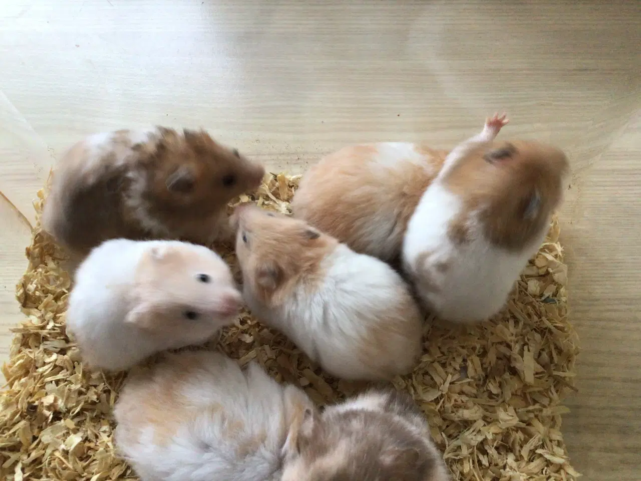 Billede 2 - Guldhamsterunger