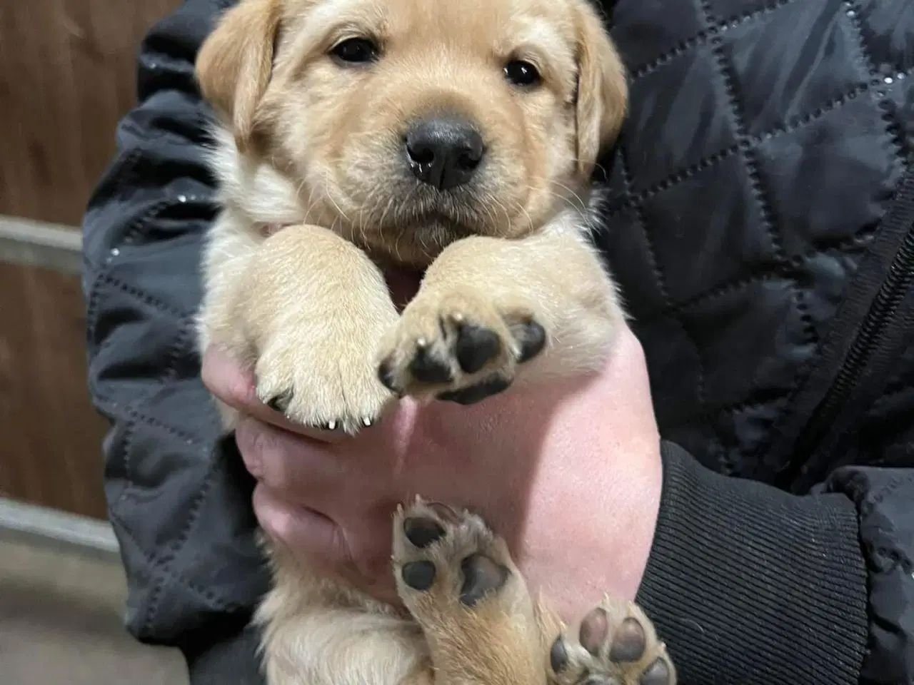 Billede 5 - Fantastiske Labrador og Retriver hvalpe 