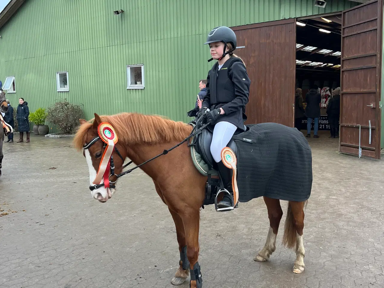 Billede 6 - Gribsvads Britney – Welsh pony