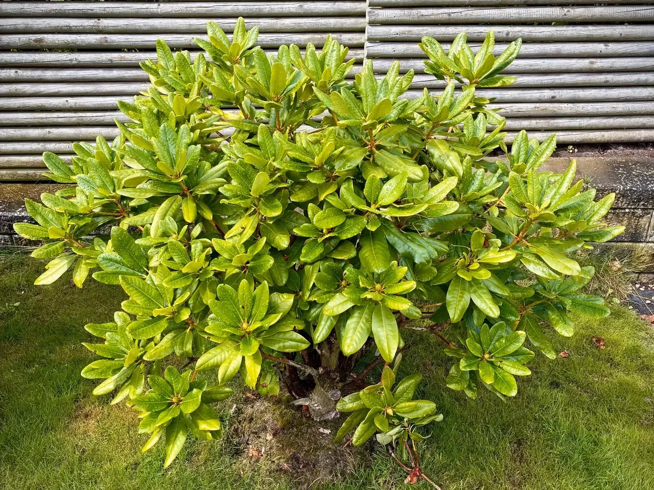 Billede 3 - Flotte Rhododendron