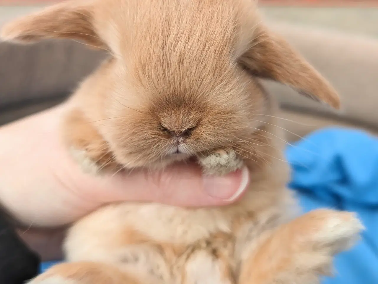 Billede 7 - Minilop kaninunge sælges