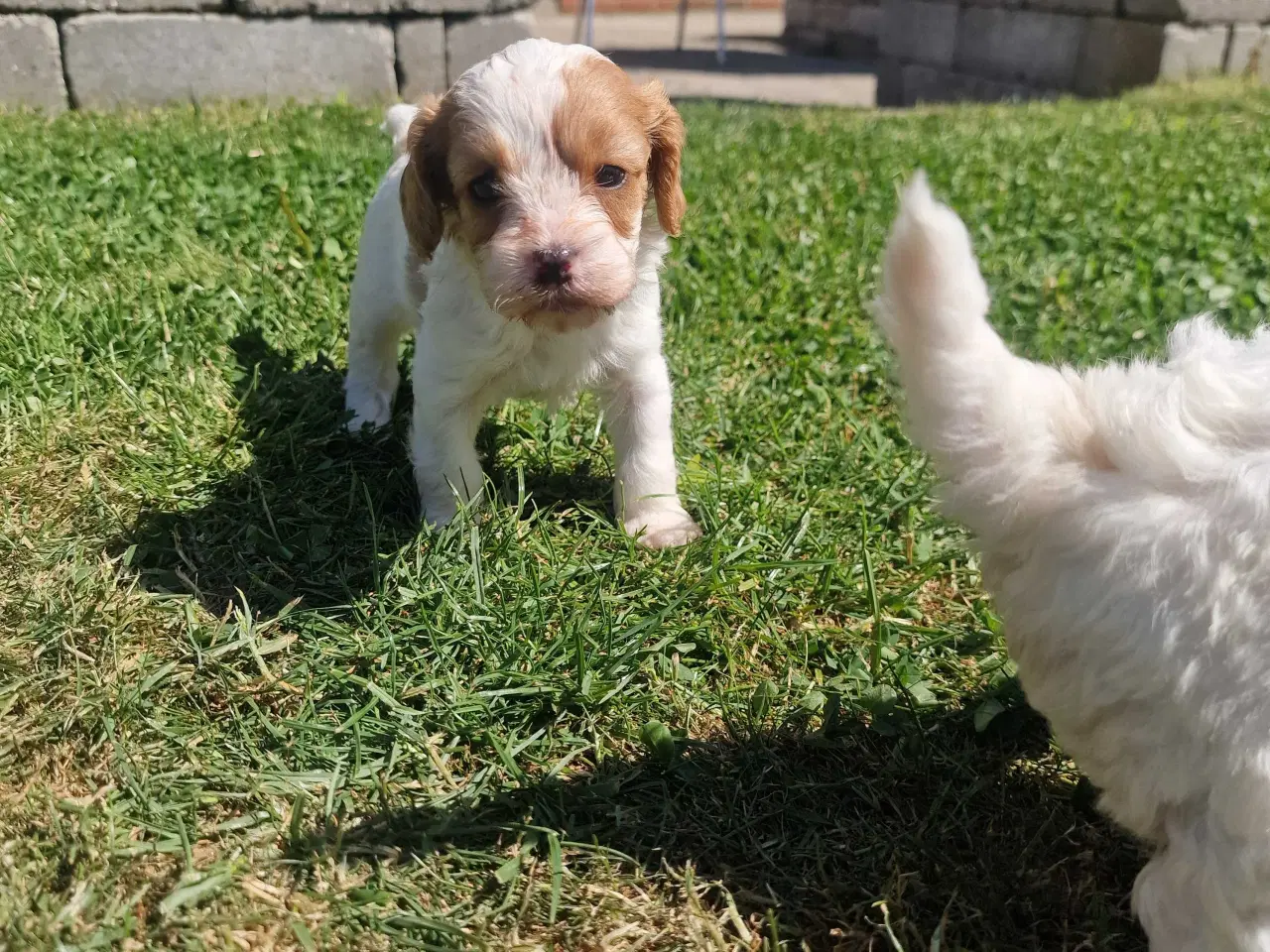 Billede 4 - Cavapoo