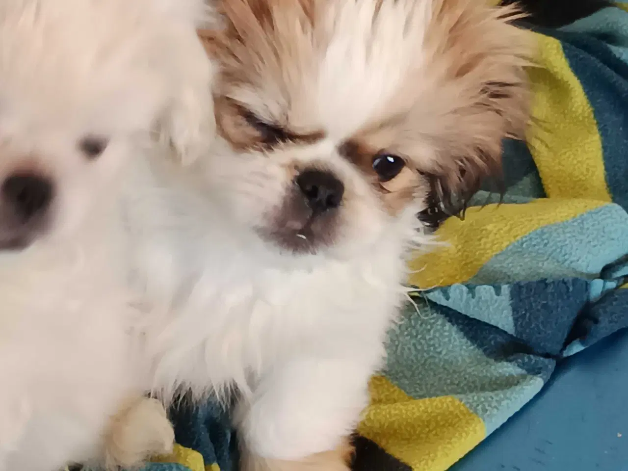 Billede 2 - Lækker hvapse 