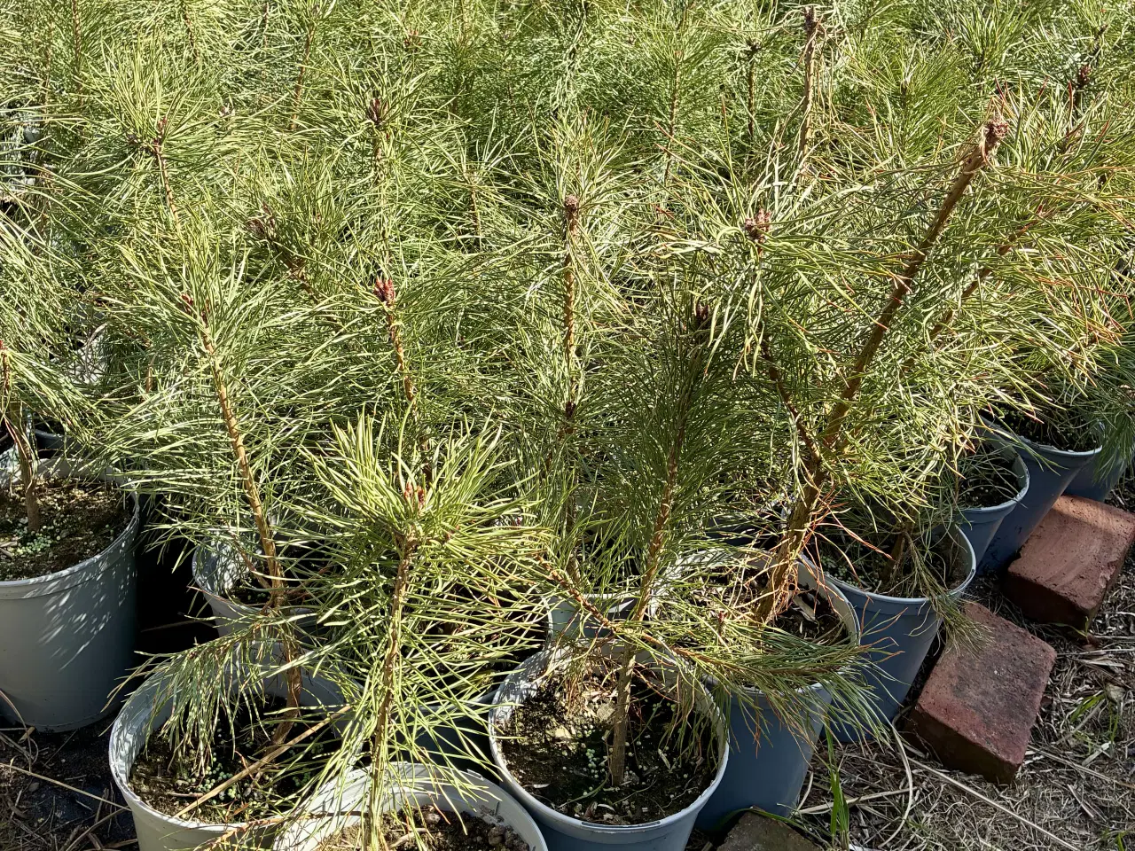 Billede 3 - Skovfyr 40-60cm (pottegroet)