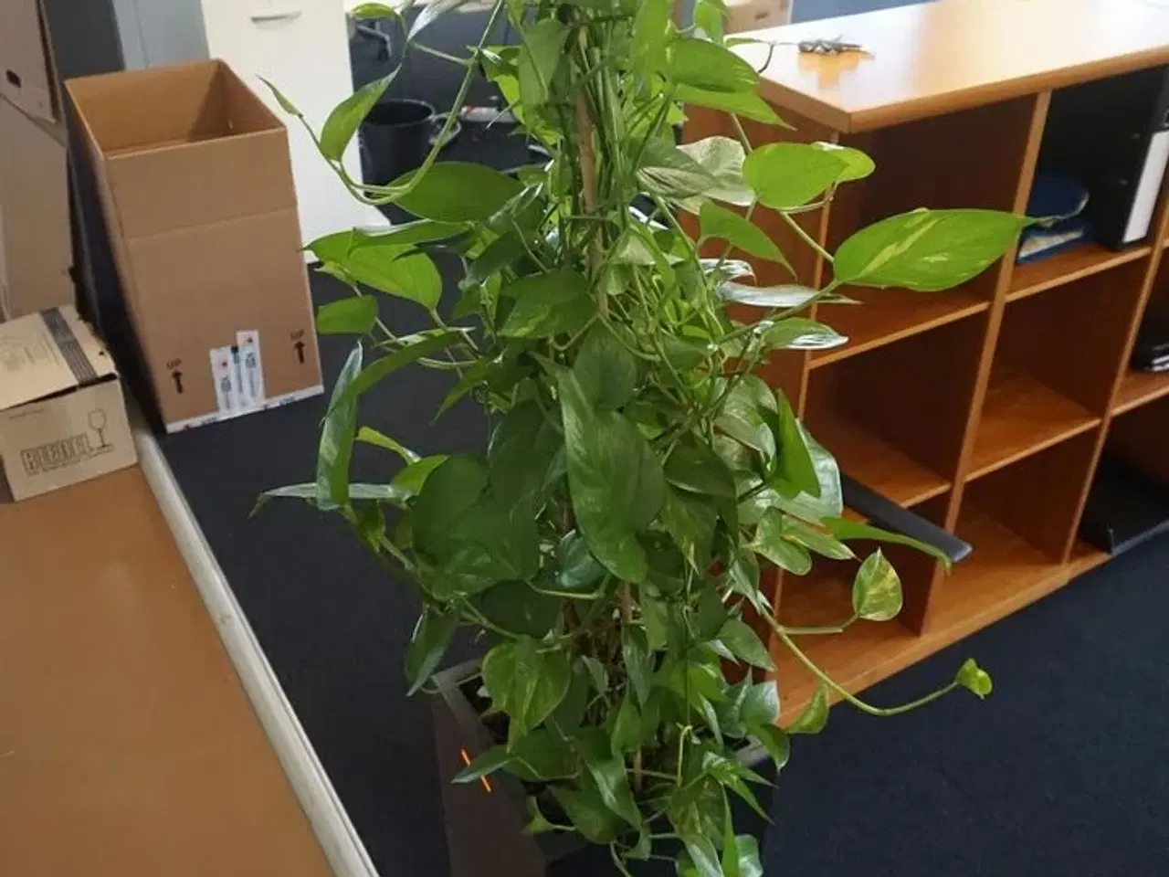 Billede 2 - Plante
