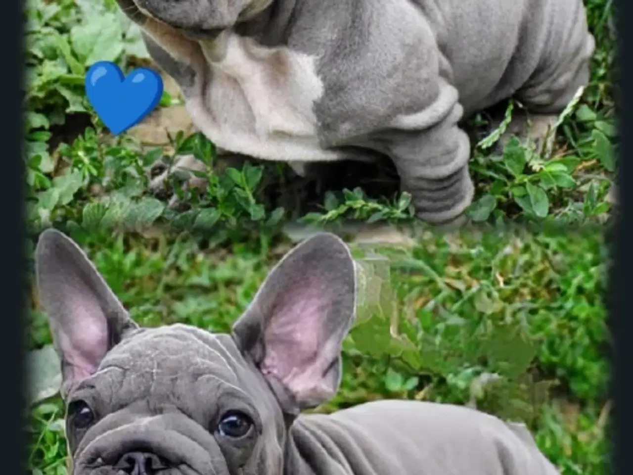 Billede 7 - Fransk bulldog 