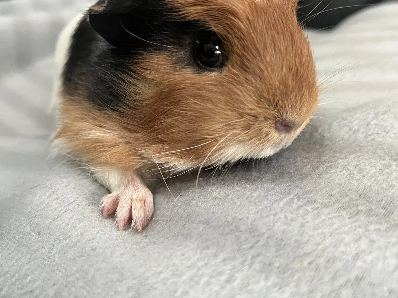 Billede 3 - Marsvin