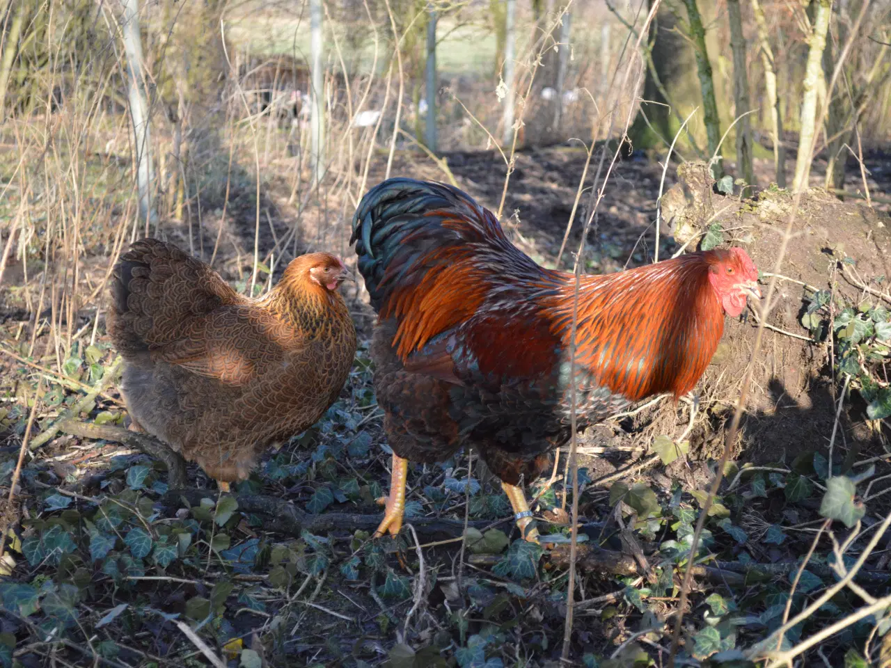 Billede 17 - høns avlstamm store Wyandotter guld-sortbåndet