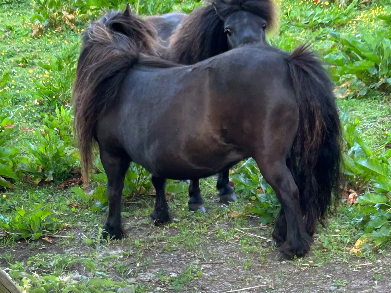 Billede 2 - minishetlænder