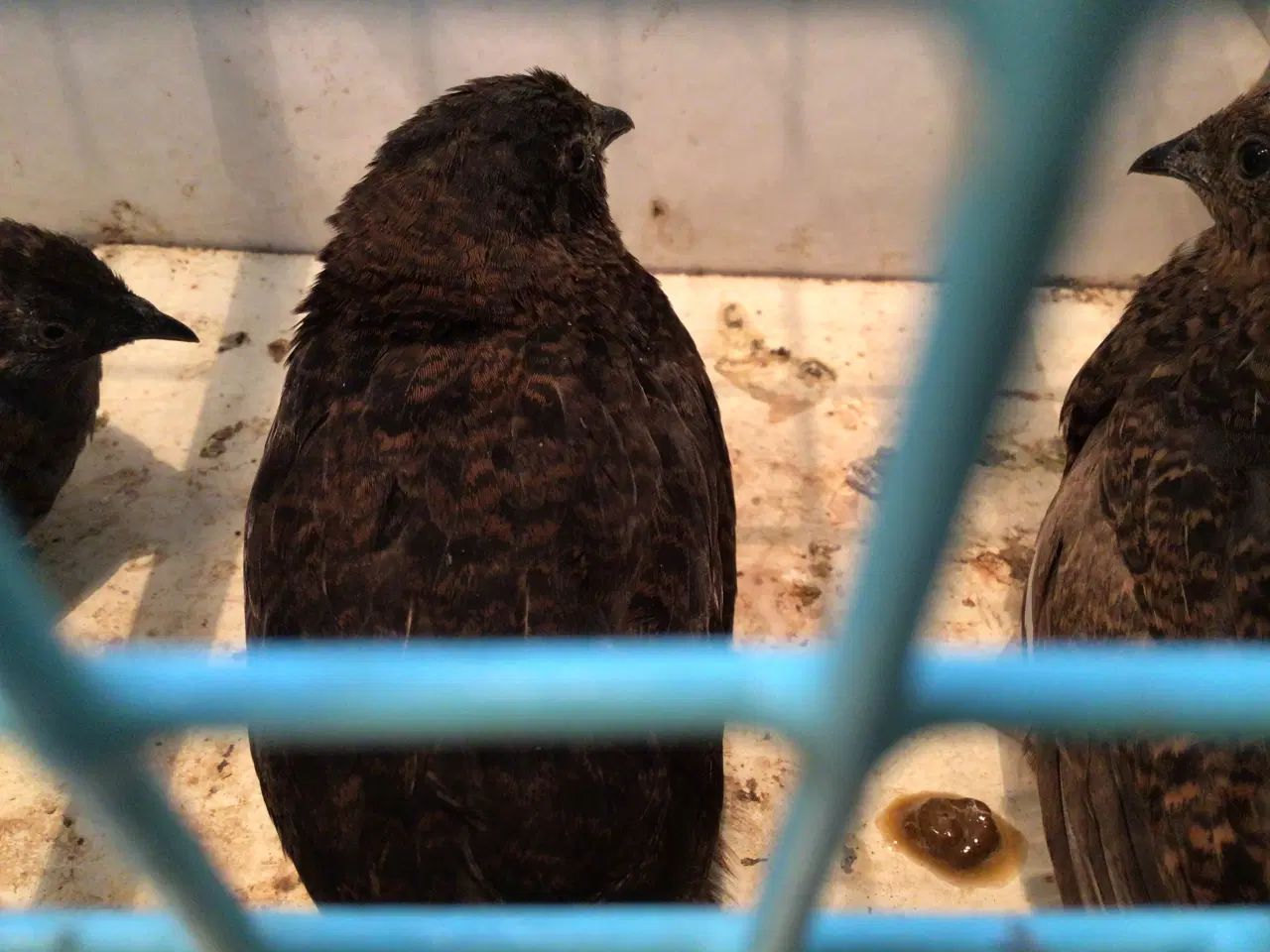 Billede 1 - Dværgvagtler