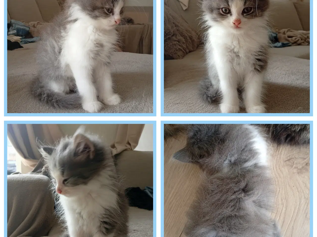 Billede 16 - Mainecoon killinger 