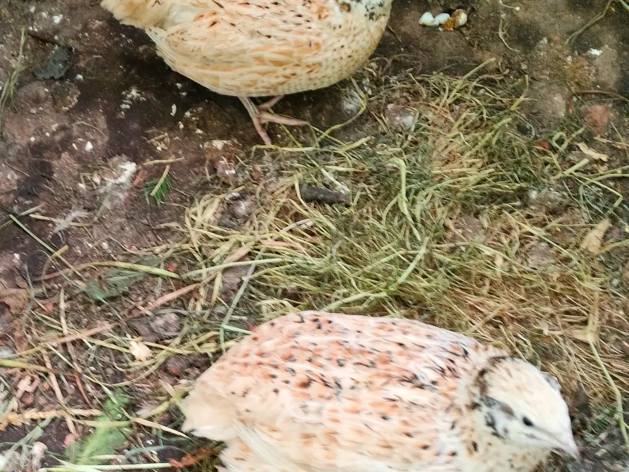 Billede 2 - Ruge æg fra Magnum jumbo