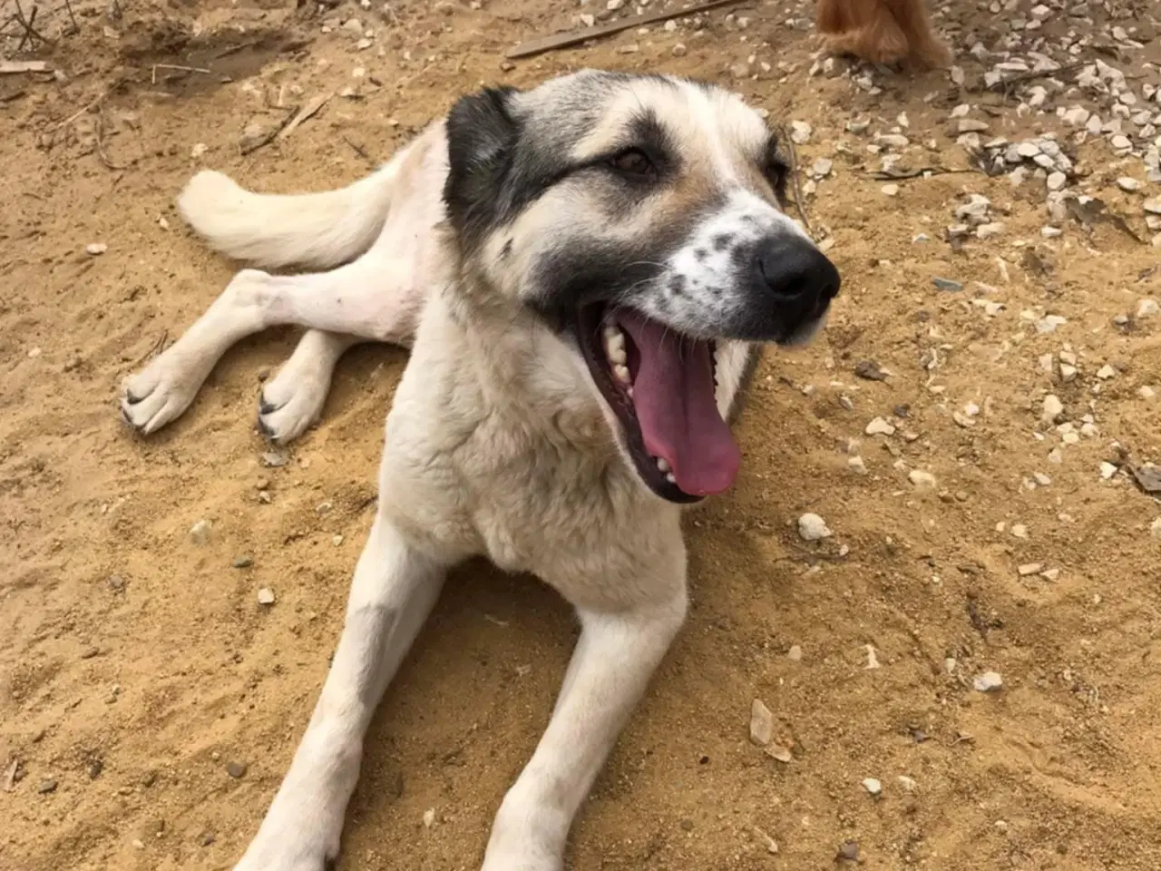 Billede 1 - Søde Raina søger sin helt egen familie