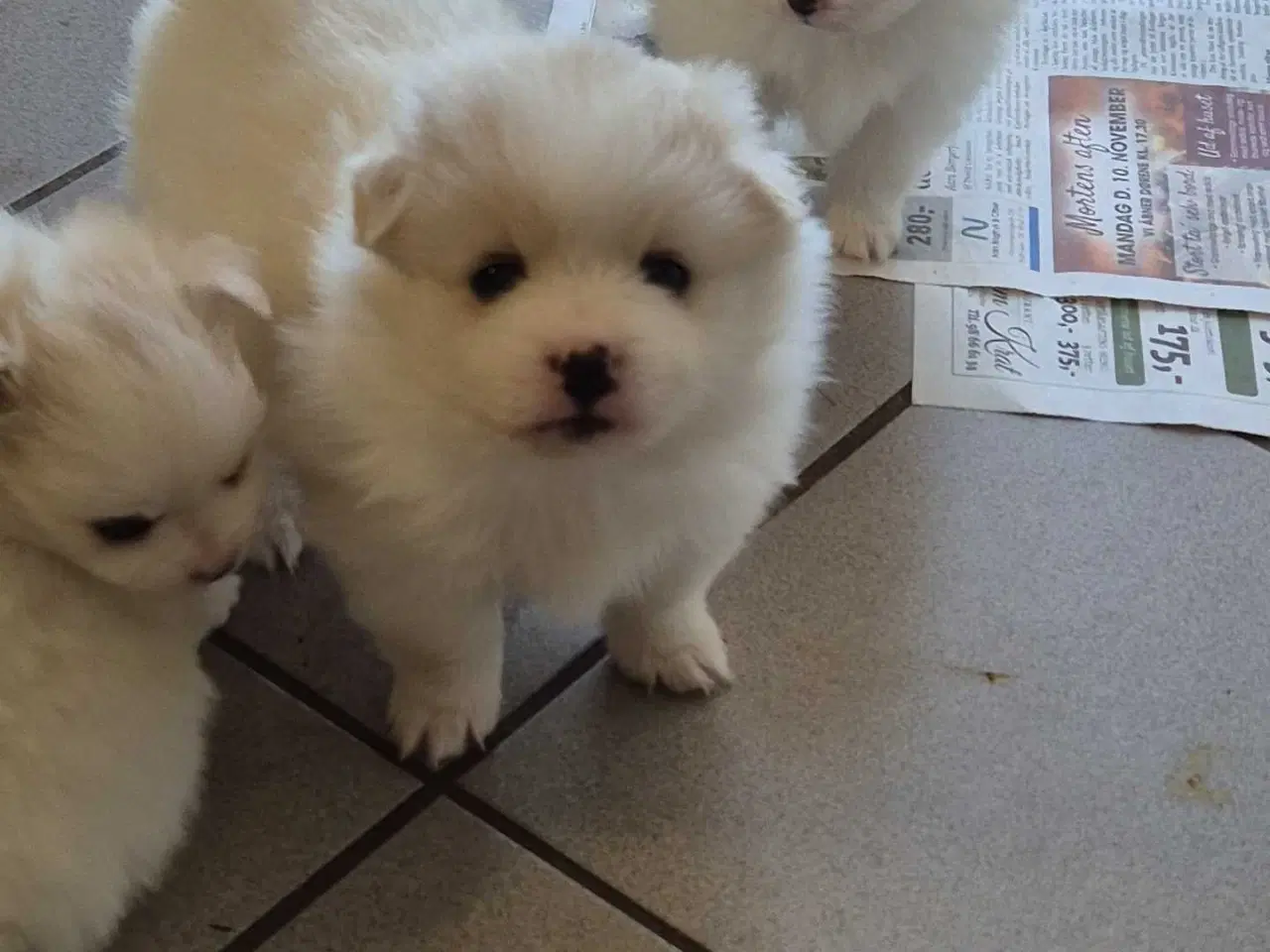 Billede 6 - Fire smukke pomeranian hvalpe 🐾