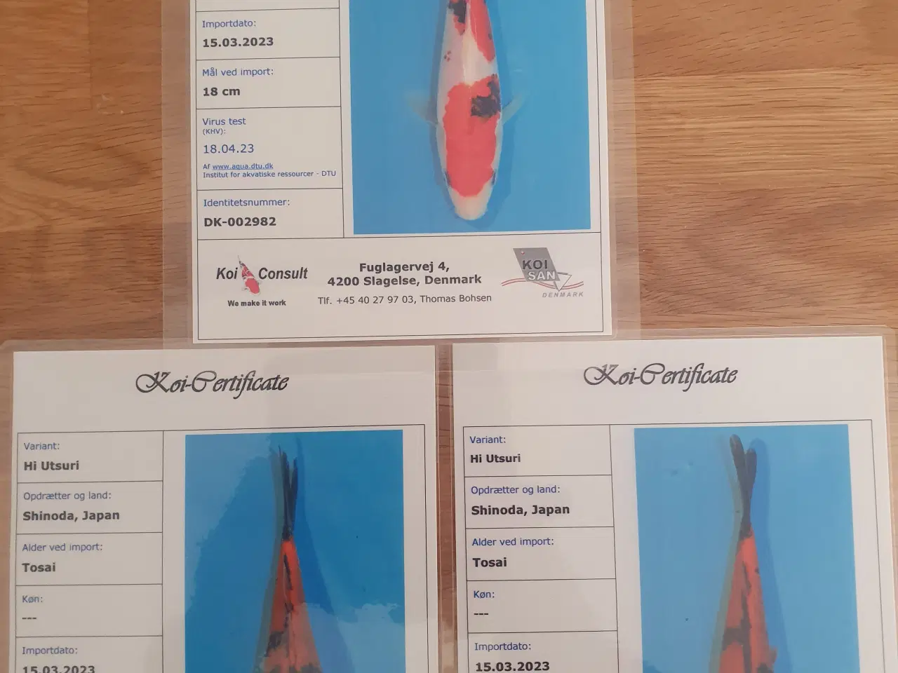 Billede 1 - Certifikat koi sanke,hi utsuri +1 sibirisk stør