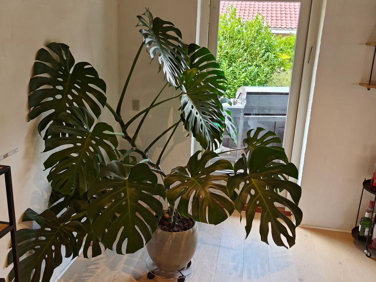 Billede 3 - Monstera / fingerphilodendron