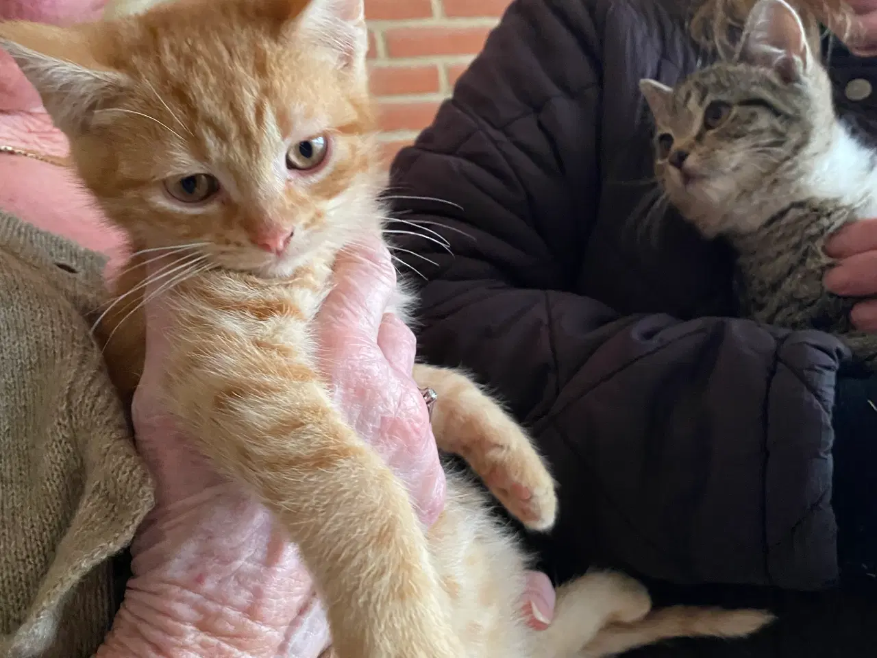 Billede 6 - Søde kattekillinger