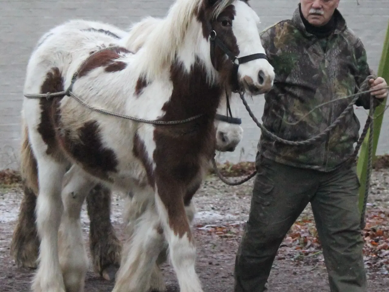 Billede 2 - Tinker /Irish cob hoppe føl