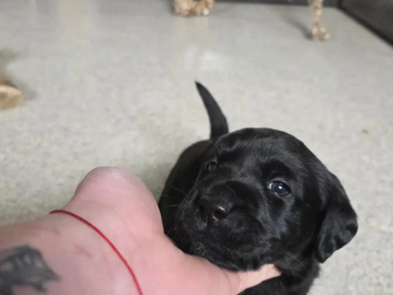 Billede 5 - Labrador Formel 1