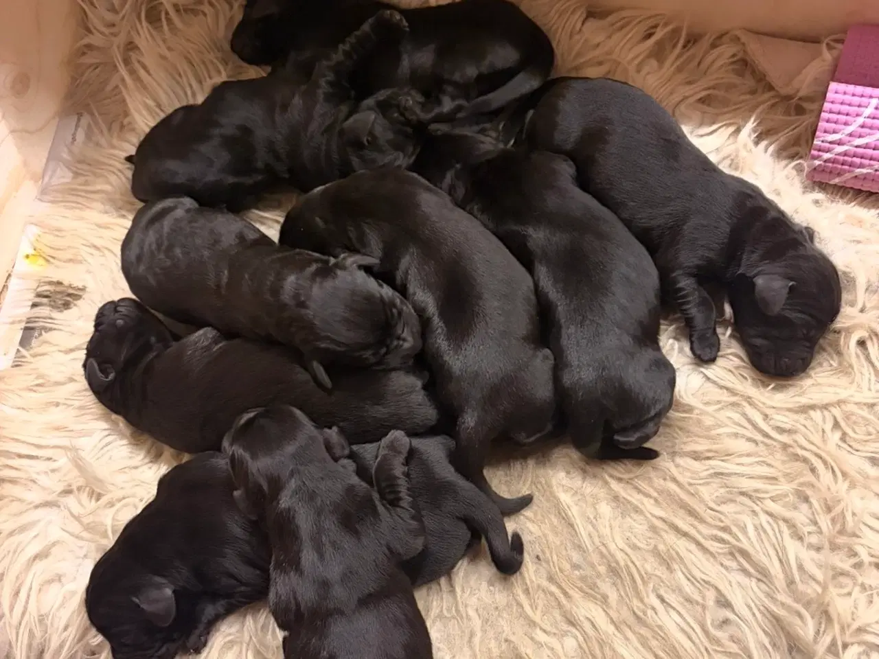 Billede 3 - Cocker spaniel/ f1 labrador Retriever/ labrador 