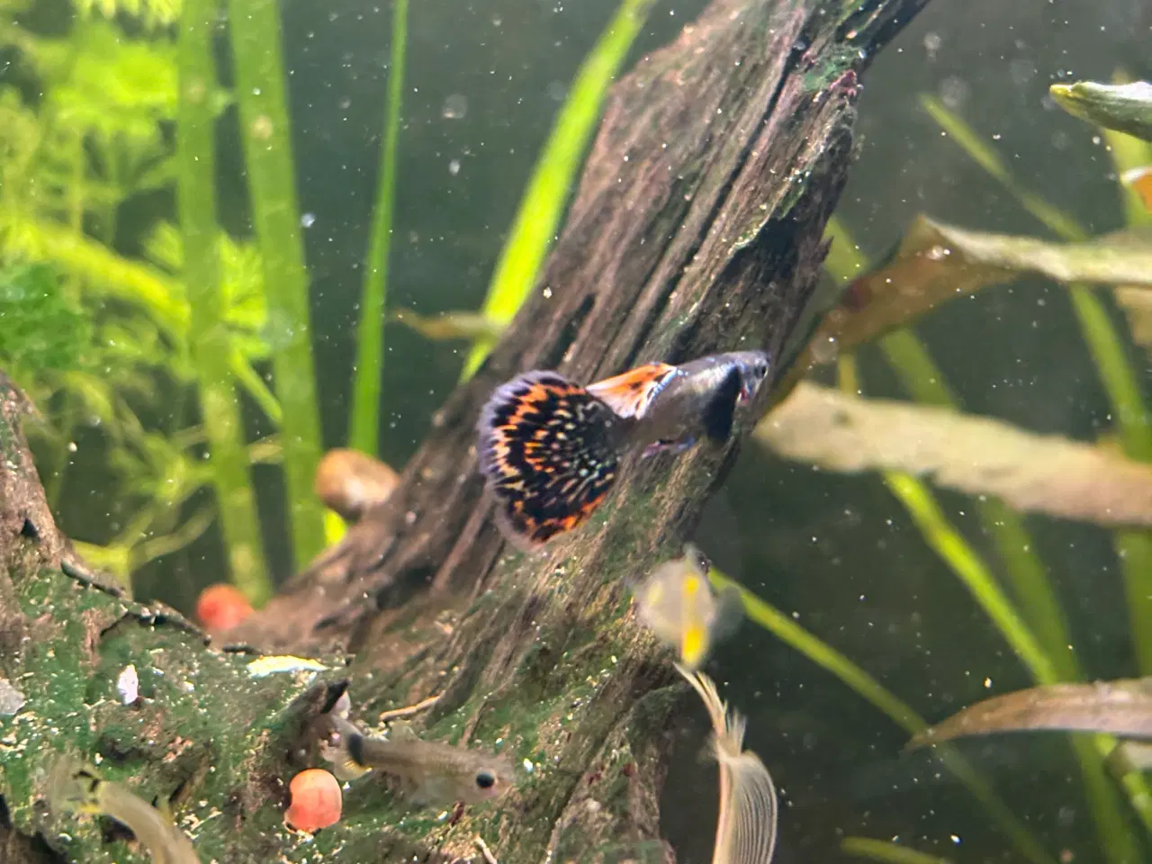 Billede 2 - Guppy