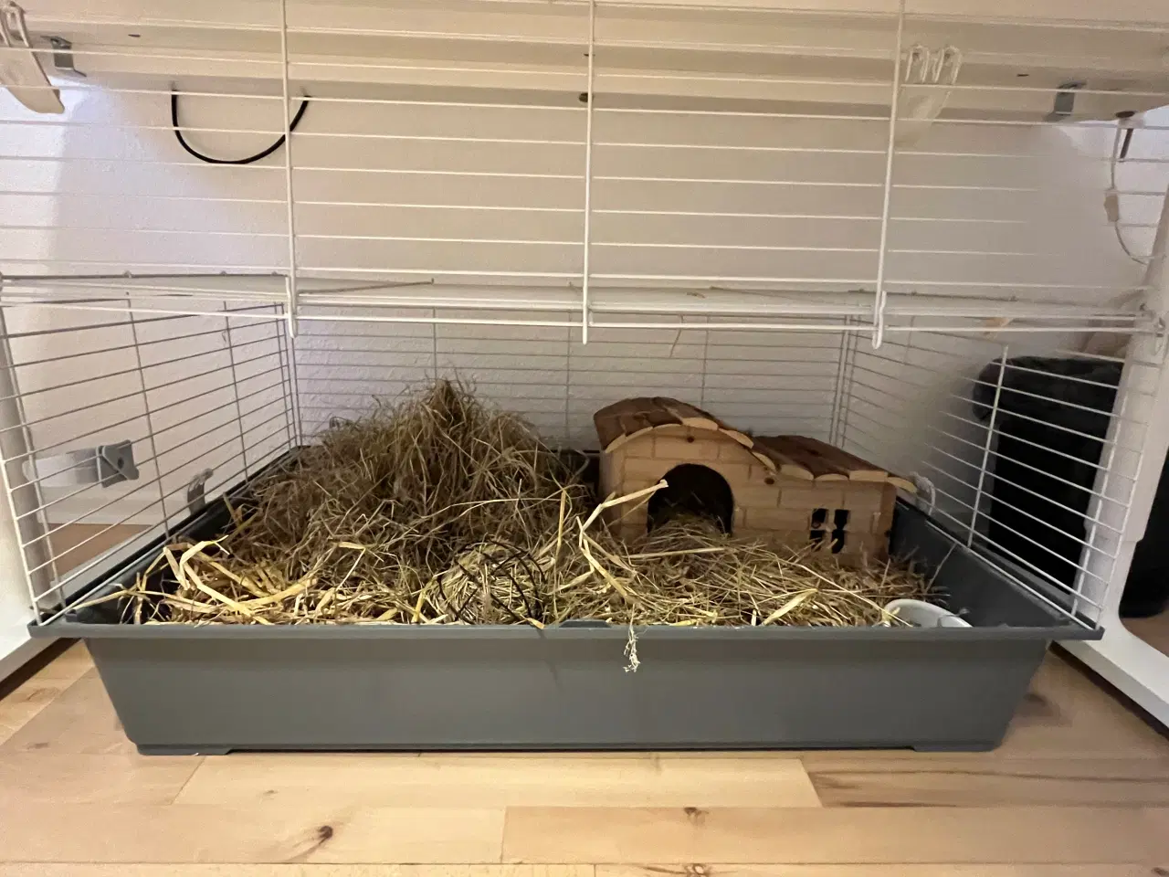 Billede 4 - Tamme marsvin søger hyggemor