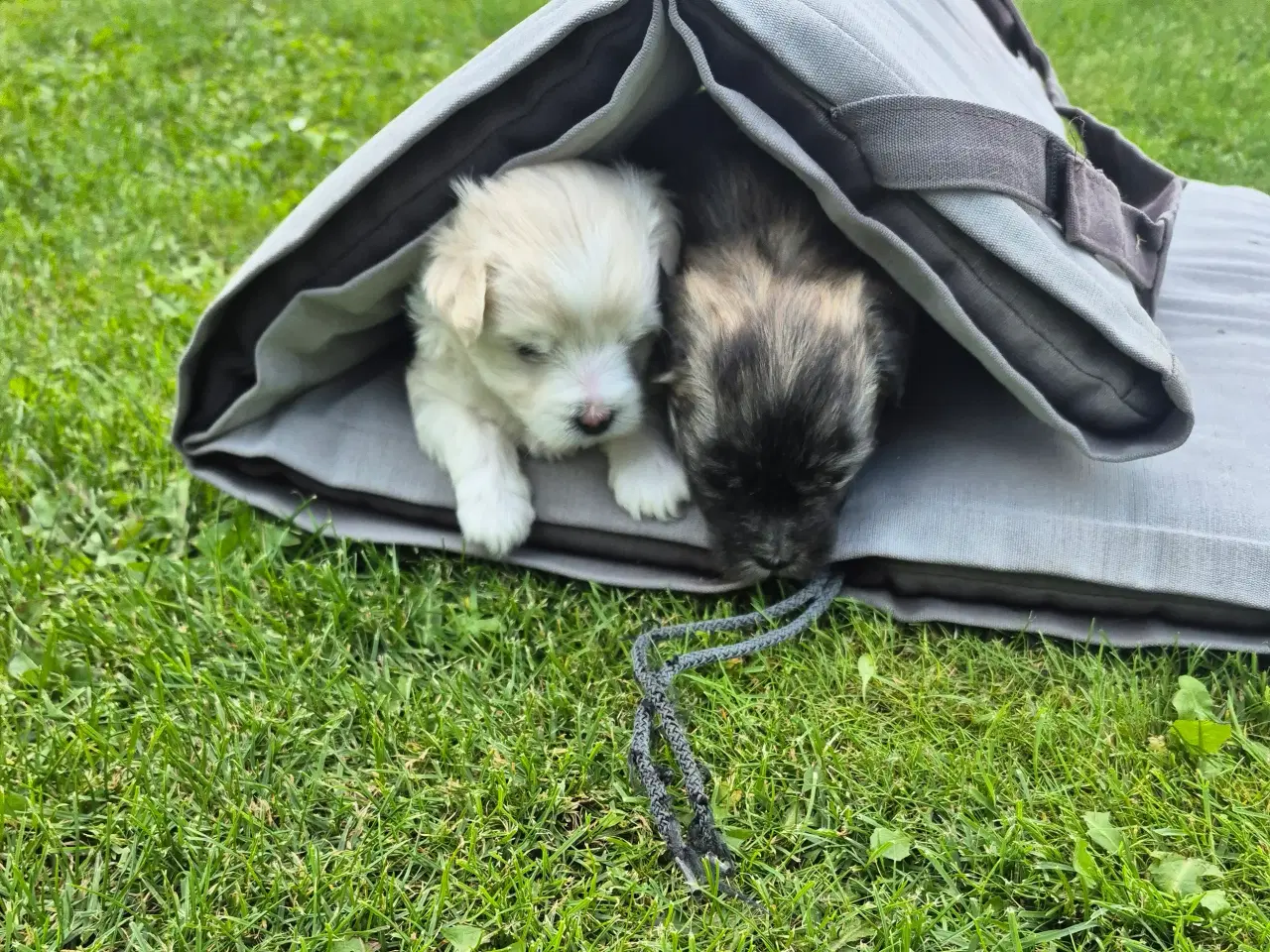 Billede 9 - Coton de tulear og Highland Maltie 