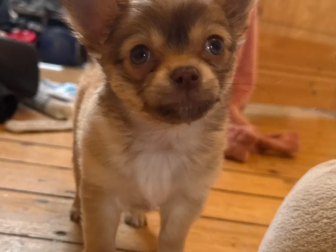 Billede 1 - lille pomchi sælges 