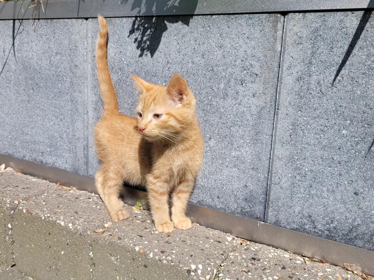 Billede 4 - Katte killinger 