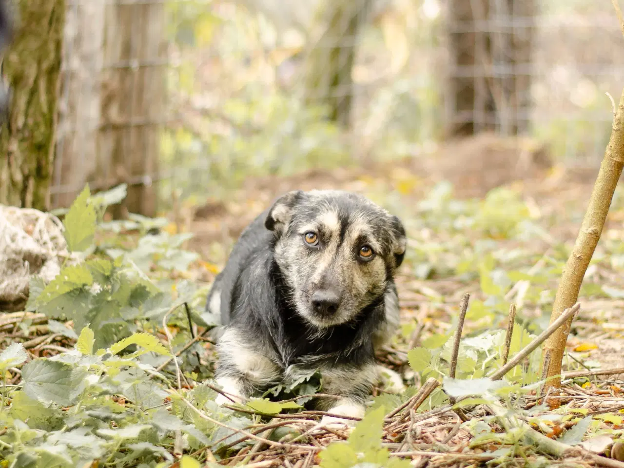 Billede 8 - Skønneste Mona søger sit helt eget hjem