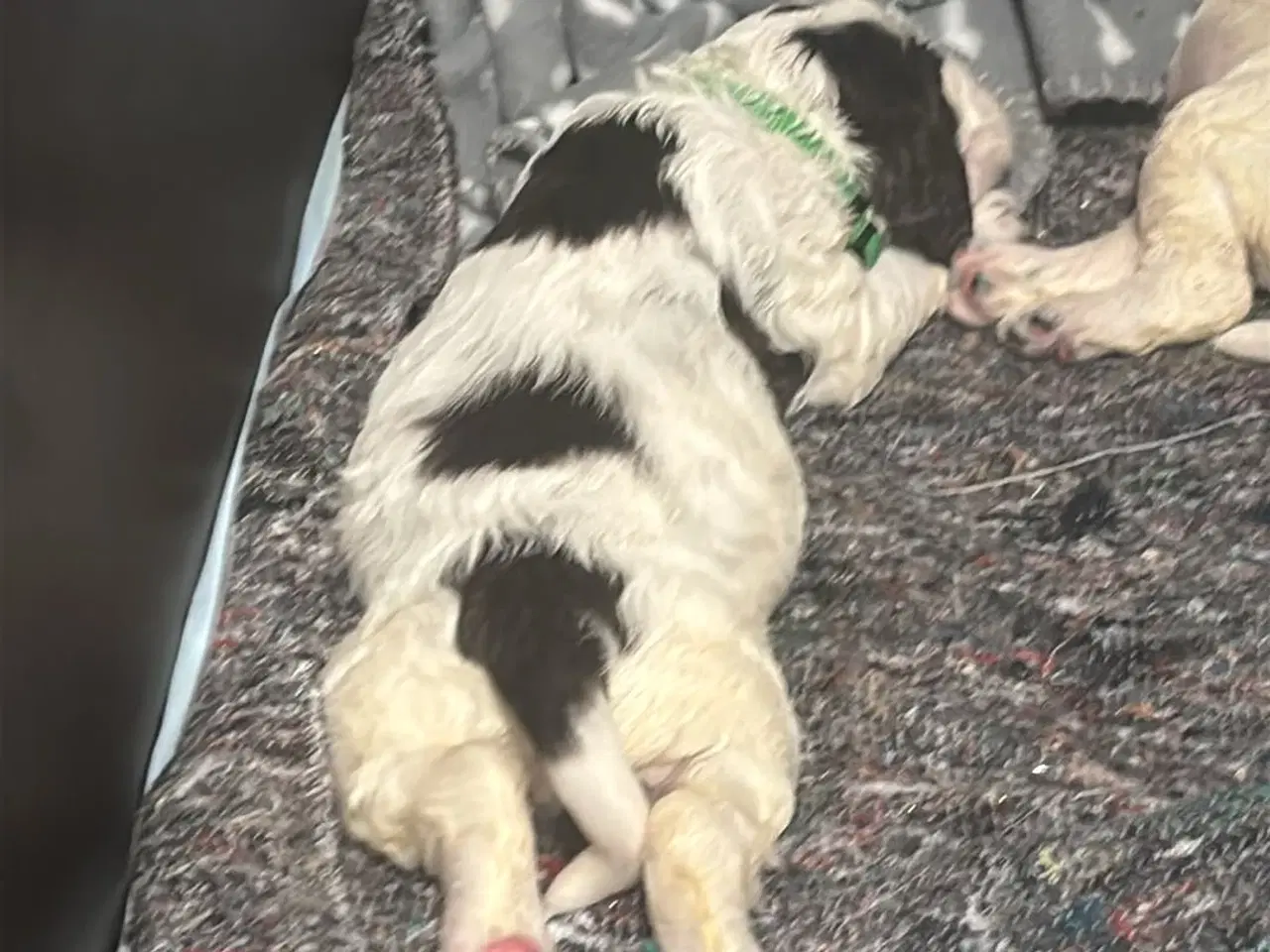 Billede 3 - Standard Engelske Springer Spaniels
