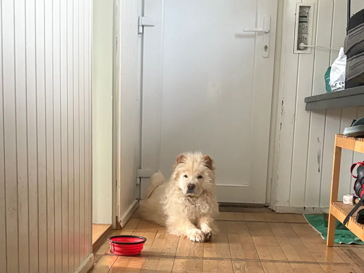 Billede 5 - Smuk og kærlig Chow Chow – 6 måneder, sund og glad