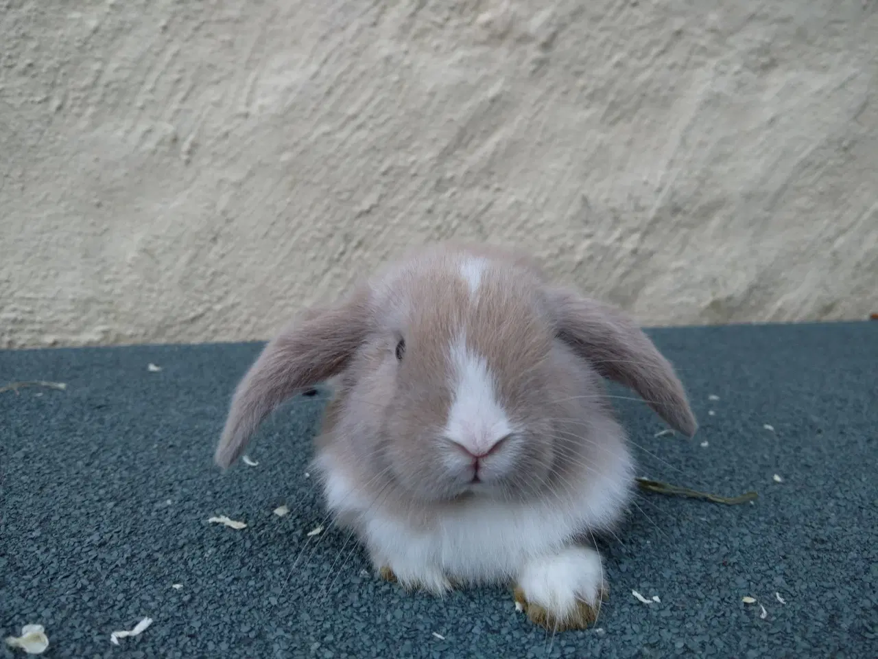 Billede 8 - Mini Lop UK, raceren 