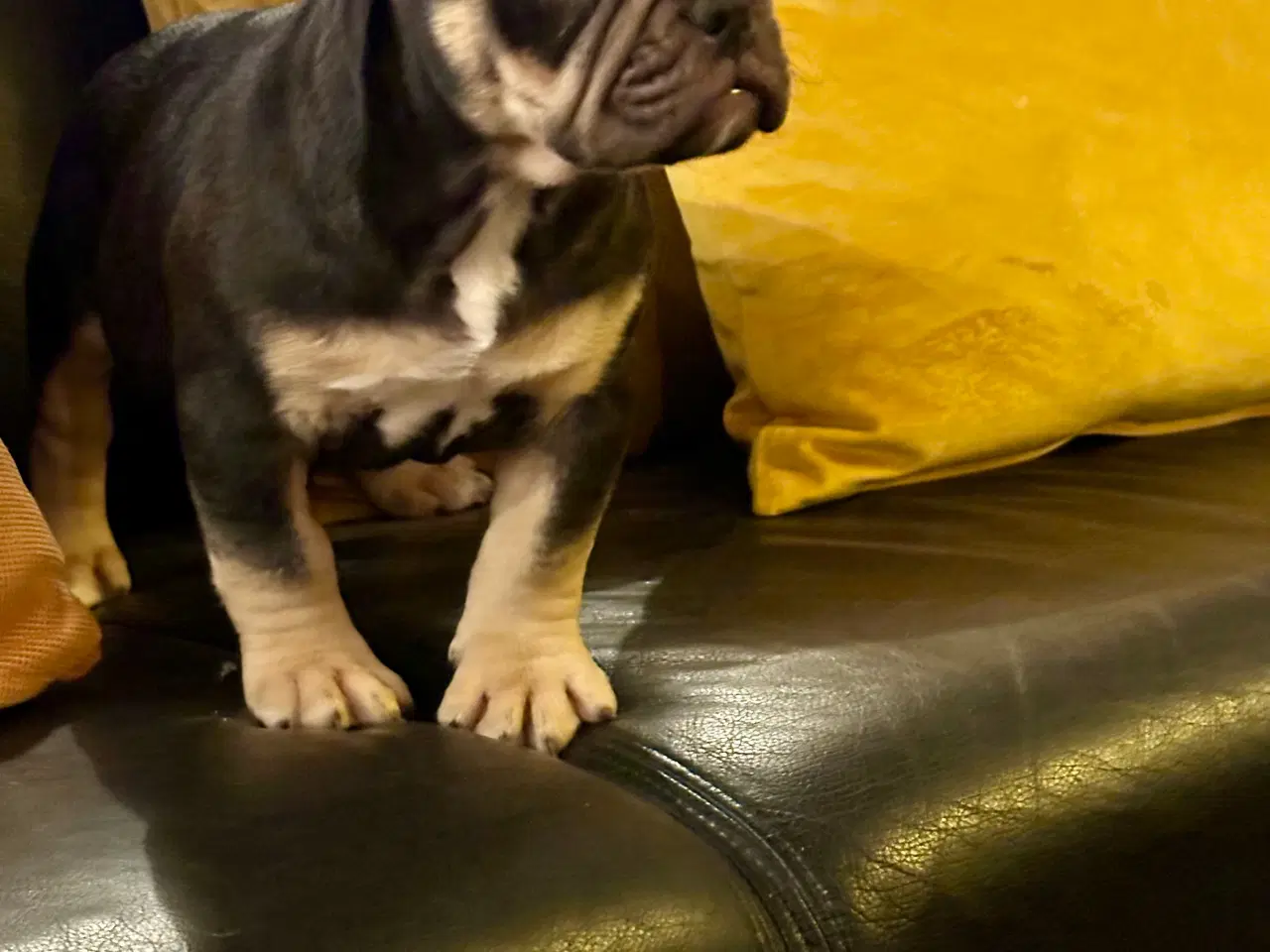 Billede 15 - New english bulldog