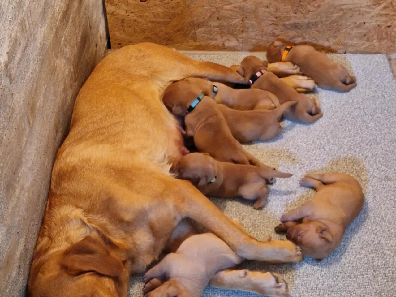 Billede 5 - Fox red labrador hvalpe