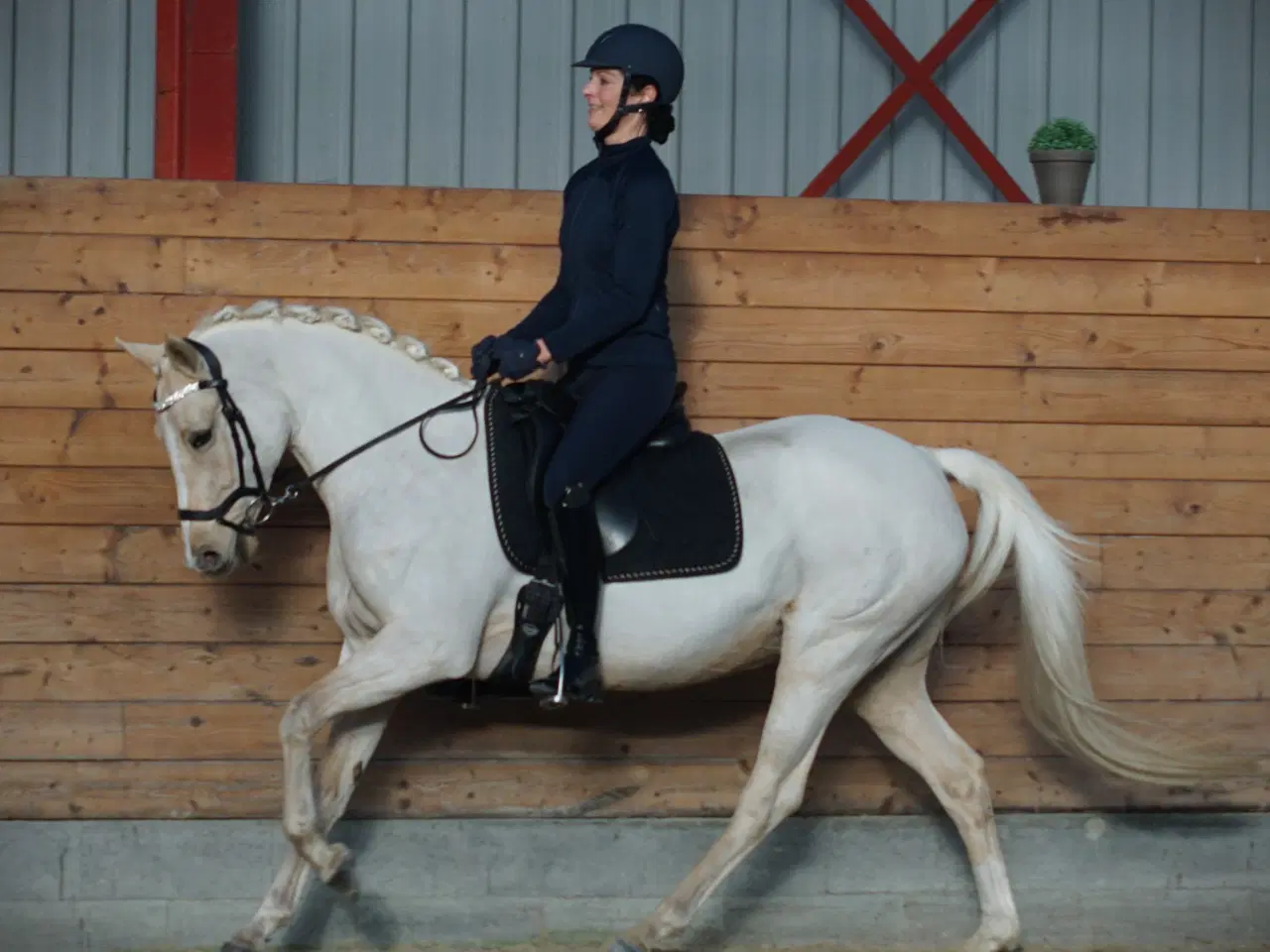 Billede 2 - Avls - chance pony
