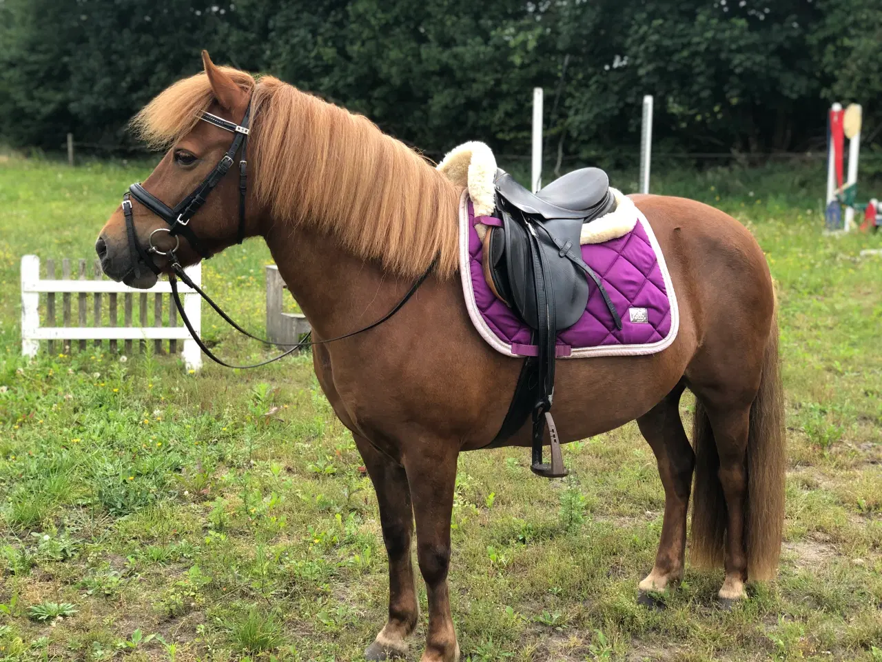 Billede 2 - Skøn pony sælges 