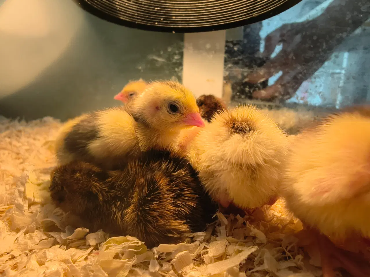 Billede 1 - Daggamle vagtelkyllinger klækket fredag den 10/4