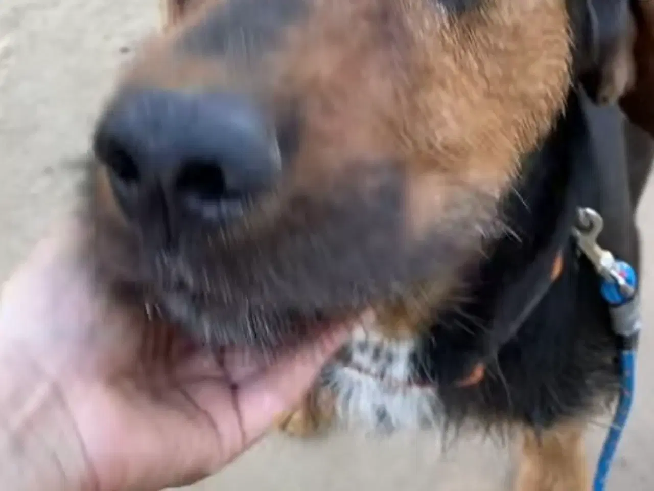 Billede 4 - Gadehunden Chego søger sin helt egen familie❤️