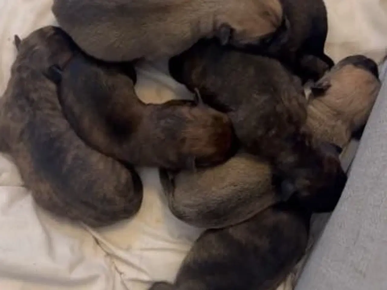 Billede 13 - Race: blanding malinois x staffordshire x Akita 