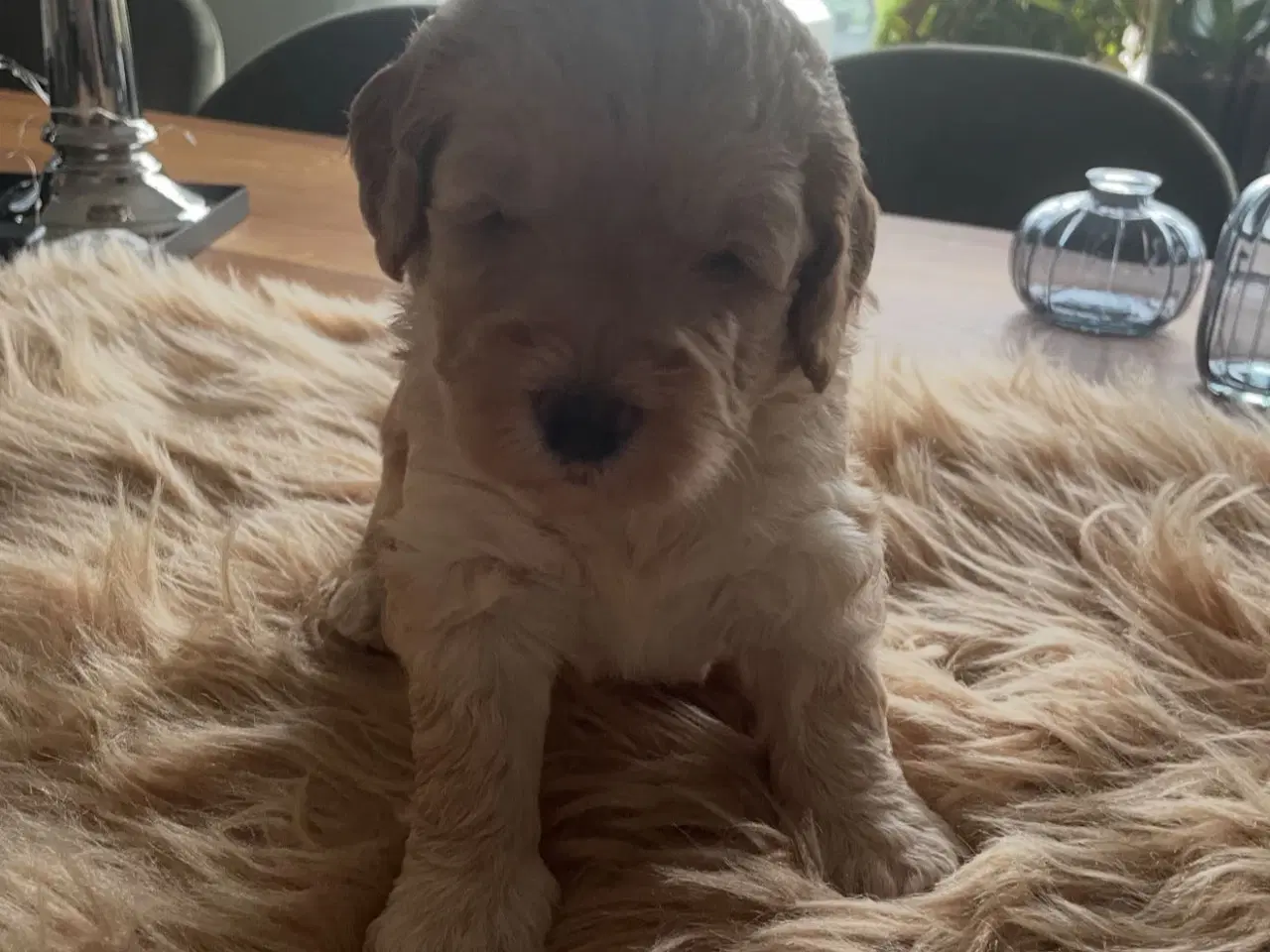 Billede 5 - Goldendoodle hvalpe 